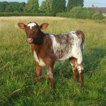 calf