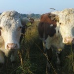 farm 7