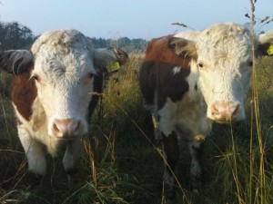 farm 7
